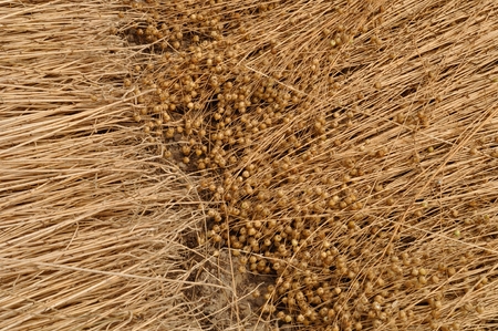 brown linen field in Normandy