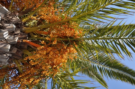 Date palm in south of France