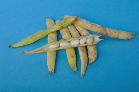 Paimpol coco beans