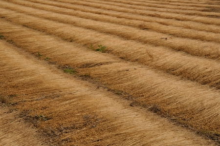 France, linen field in Normandyの写真素材