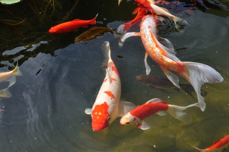 Koi carps in pondの写真素材