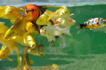 Koi carps in pondの写真素材