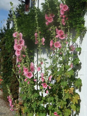 Garden hollyhock lcea Althea roseaの写真素材