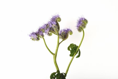 Phacelia on white backgroundの写真素材