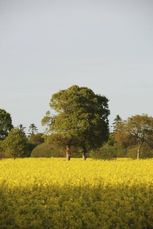 rapeseed field in Brittany