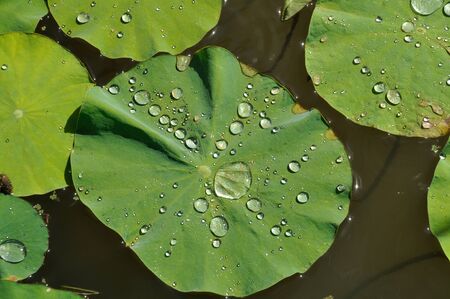 Lotus leaf in a pondの写真素材