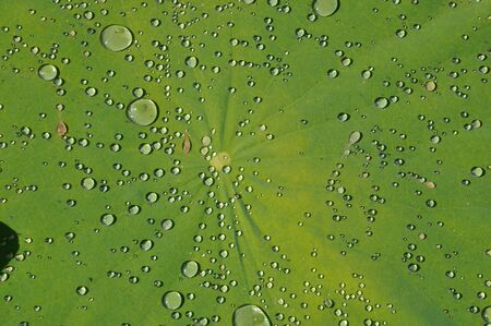 Lotus leaf in a pondの写真素材