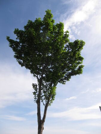 Mapple on sky at spring