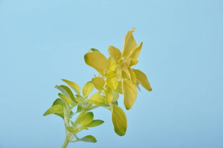 Golden oregano on blue backgroundの写真素材