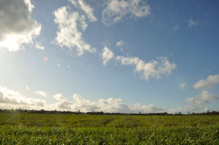 A field sown with green manure, phacelia, in Brittany