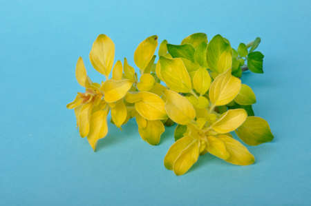 Golden oregano on blue backgroundの写真素材