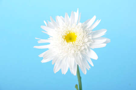 Callistephus on a blue backgroundの写真素材