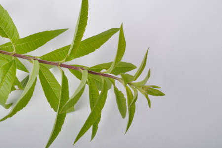 Lemon verbena on a white backgroundの写真素材