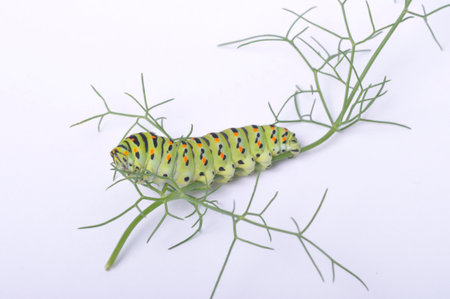 Swallowtail caterpillar on a white backgroungの写真素材
