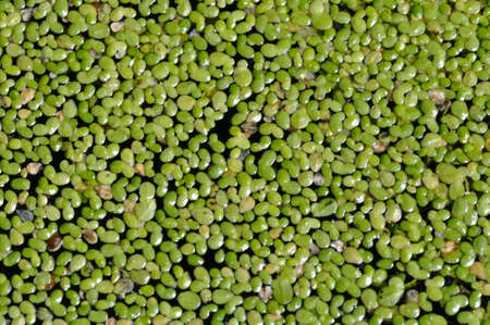Duckweed in a pond in Brittanyの写真素材