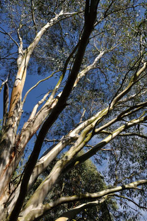 eucalyptus in brittany in summerの写真素材