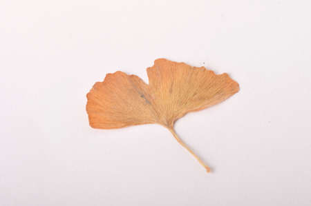 ginkgo biloba leaf on a white backgroundの写真素材