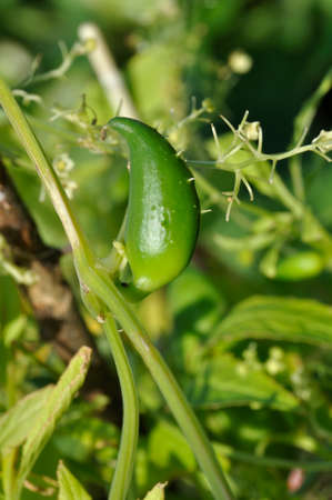 Achocha growing in a garden