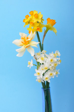 Bouquet of daffodils in a vaseの写真素材