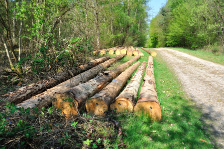 Cut tree trunks in the Saint-Pierre-LÃ¨s-Elbeuf communal forest,