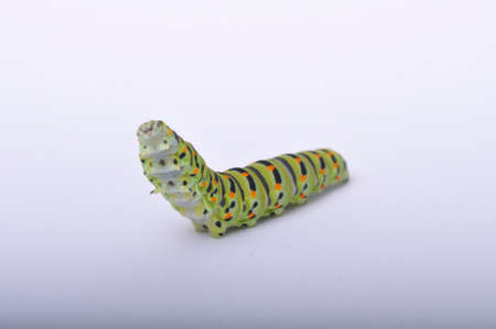 Swallowtail caterpillar on a white backgroung