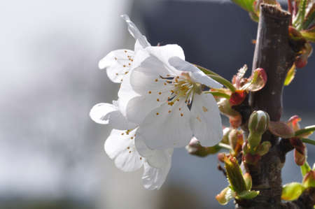 Cherry blossoms in a gardenの写真素材