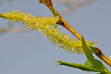 Willow catkins in a garden