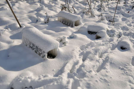 Garden under the snow in Brittany