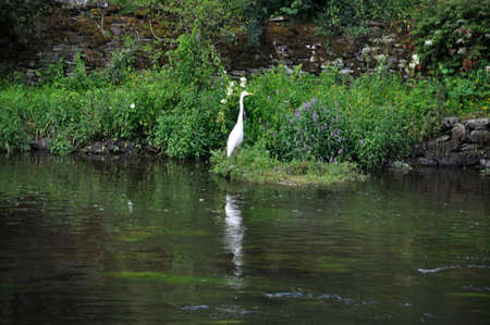 White heron along the Nantes-Brest Canalの写真素材
