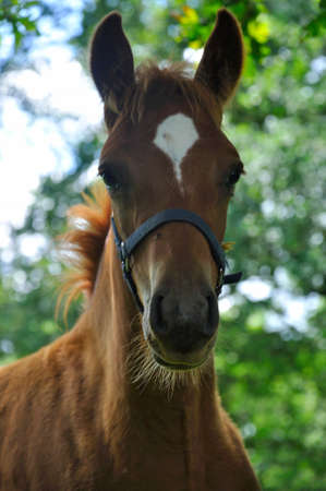 Horse in a meadow in Franceの写真素材