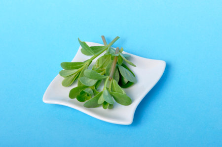 purslane in a saucer on a blue backgroundの写真素材