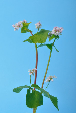 buckwheat flowers on a blue backgroundの写真素材