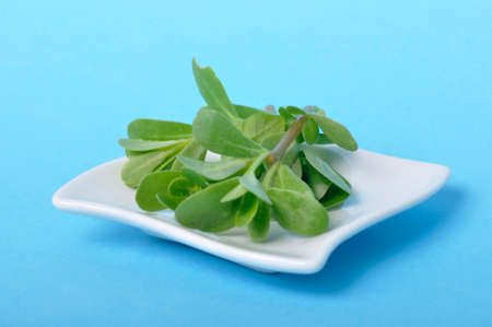 purslane in a saucer on a blue backgroundの写真素材