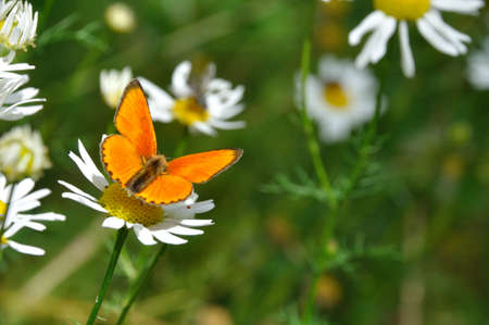 copper butterfly in the Alpsの写真素材