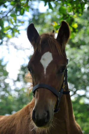 Horse in a meadow in Franceの写真素材