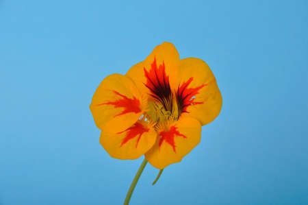 nasturtiums on a blue backgroundの写真素材