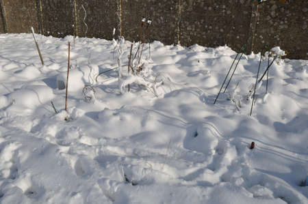 Garden under the snow in Brittanyの写真素材