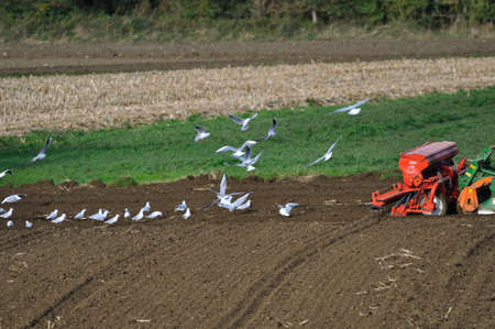 Tractor sowing grain surrounded by seagulls