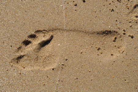 footprints in the sand of a beachの写真素材