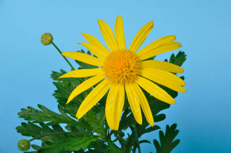 savannah daisies on a blue backgroundの素材 [FY310179239934]