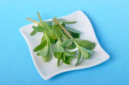 purslane in a saucer on a blue backgroundの写真素材
