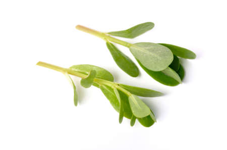 purslane on a white backgroundの写真素材