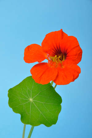 nasturtiums on a blue backgroundの写真素材