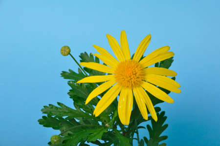savannah daisies on a blue backgroundの写真素材