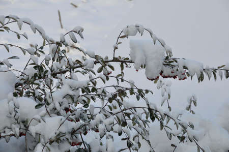 A branch covered in snowの写真素材