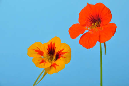 nasturtiums on a blue backgroundの写真素材