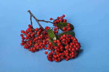 Cotoneaster fruit on a blue backgroundの写真素材