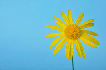 savannah daisies on a blue backgroundの写真素材