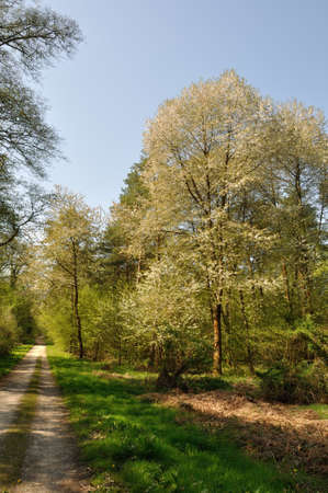 The Communal forest of Saint-Pierre-Les-Elbeufの写真素材