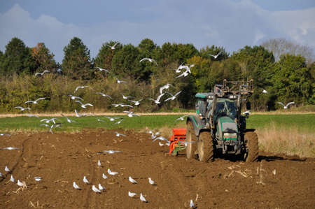 Plow tractor surrounded by seagulls